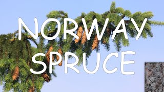 How to identify Norway spruce Picea abies  TREE ID 11 [upl. by Adaran]