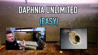 How I Raise Daphnia Water Fleas And You Can Too [upl. by Neeloc]