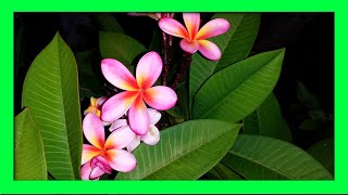 How To Grow Frangipani From Cuttings  Frangipani Plumeria Propagation [upl. by Eimrots888]