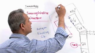 Immunology Lecture 11 Part 3 Immunologlobulins  structure and synthesis genetics [upl. by Anglo]