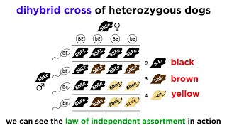 Beyond Mendelian Genetics Complex Patterns of Inheritance [upl. by Nollie]