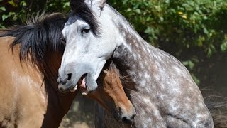 Beautiful Natural Stallion amp Mare Courtship Dance [upl. by Mihe]