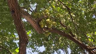 Maclura pomifera Osageorange [upl. by Olmstead]