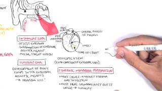 Anatomy  Middle Ear [upl. by Erised]