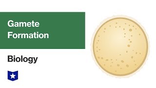 Gamete Formation  Biology [upl. by Brandice]