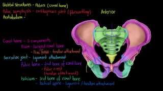 Skeletal Structures The Pelvis [upl. by Llegna68]