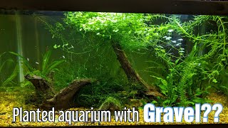 Planted Aquarium With Gravel  Very Easy [upl. by Orvan]