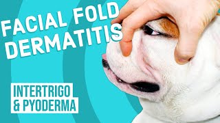 Facial Fold Dermatitis in Dogs [upl. by Nessah]