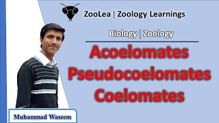 Acoelomates Pseudocoelomates and Coelomates  ZooLea  Lesson 13  Biology Zoology [upl. by Tobiah]