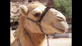 SONIDO DEL CAMELLO  SOUND CAMEL   carlosmanfacebookxblogspotcom [upl. by Adnuhsat301]