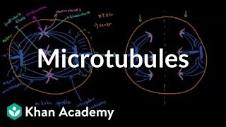 Microtubules  Cells  MCAT  Khan Academy [upl. by Arais803]