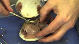 Mussel Dissection [upl. by Anaeed]