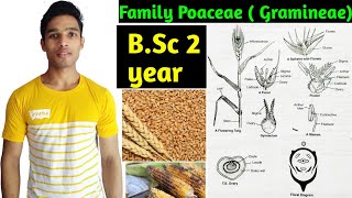 Family Poaceae Gramineae Floral characters daigram formula and Economic importance BSc 2 year [upl. by Lukey786]