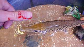 My Pet Alligator Gar Bit Me [upl. by Amlet]