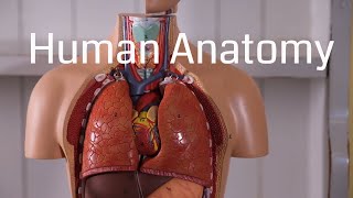 Basic Human Anatomy for Beginners [upl. by Are413]