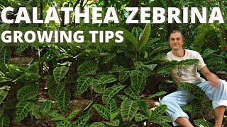 CALATHEA ZEBRINA Plant Care amp Growing Tips Zebra Plant  Prayer Plant Grow Happy Calathea [upl. by Tezil]