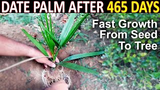 AJWA DATE SEED GERMINATION PART2 How to Grow Ajwa Date Palm Tree from Seed SproutingSeeds [upl. by Clift]