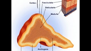 Pheochromocytoma [upl. by Martella]