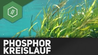 Phosphorkreislauf – Stoffkreisläufe 2 [upl. by Mcleod]