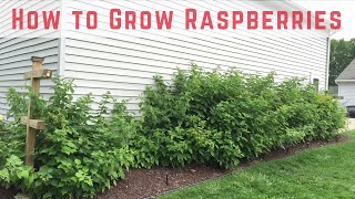 How to Start Growing Raspberries Compilation [upl. by Davis]