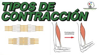 Tipos de Contracción Muscular  Concéntrica excéntrica e isométrica [upl. by Eelrak]