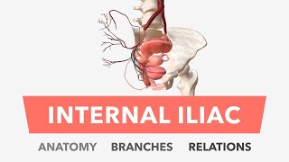 Internal Iliac Artery  Anatomy Branches amp Relations [upl. by Earej637]