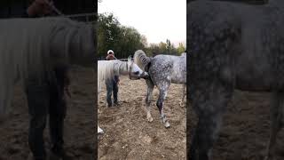 Best Wild Horses Mare Compilation of some Wild Horse Fights Video 145 [upl. by Divad]