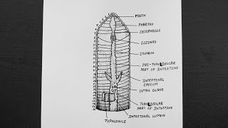 Diagram Of Alimentary Canal Of Earthworm  Class 11  Biology [upl. by Asenej]