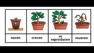 Ciclo Vital de las plantas [upl. by Enyallij]