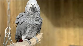 Video Extra Cursing Parrots [upl. by Piefer157]