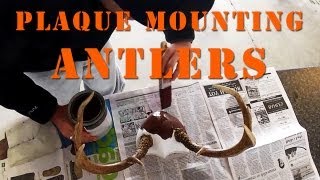 How To Plaque Mount Antlers DIY [upl. by Eirellam]