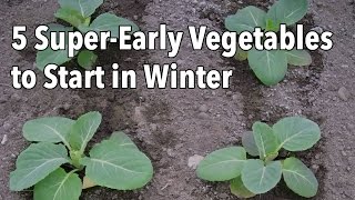 5 SuperEarly Vegetables to Start in Winter [upl. by Nilhsa898]