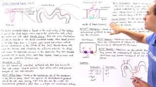 Distal Convoluted Tubule [upl. by Stryker]