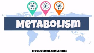 introduction to metabolism  Biology basics [upl. by Allenrac]