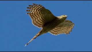 Sparrowhawk Bird Call Bird Song [upl. by Burrton]