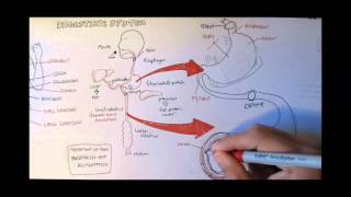 Digestive System Anatomy [upl. by Coltson388]