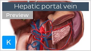 Hepatic Portal Vein preview  Human Anatomy  Kenhub [upl. by Zertnom]