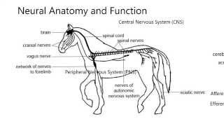 Neural1Neural anatomy CNS PNS [upl. by Claman]