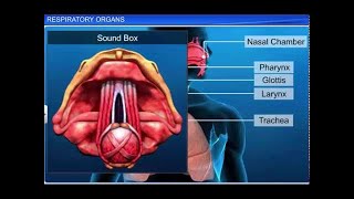 CBSE Class 11 Biology  Respiratory Organs [upl. by Neit]