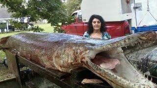 Worlds Biggest Gar Alligator [upl. by Sarson193]