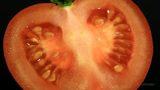 Tomato TimeLapse Mold [upl. by Klump]