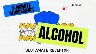 2Minute Neuroscience Alcohol [upl. by Zahavi]