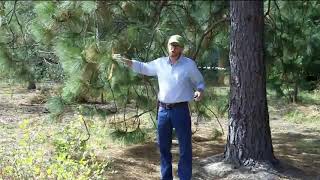 Ponderosa pine Pinus ponderosa  Plant Identification [upl. by Dona]