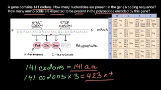 Codons nucleotides and amino acids explained [upl. by Enelear139]