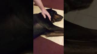 1 How to remove a cutaneous skin tumor from your dog at home Day 1 [upl. by Arleyne]