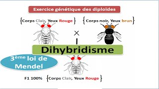 Exercice de génétique des diploïdes cas de dihybridisme [upl. by Enoitna]