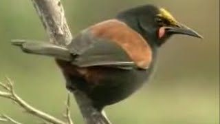 David Attenborough Up Close with Exotic Birds in New Zealand  BBC Studios [upl. by Ludewig953]