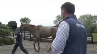 Spotting Lameness with Petplan Equine [upl. by Aihtnys]