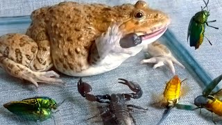 Asian Bullfrog vs Green Beetle and Scorpion Asian Bullfrog Live Feeding [upl. by Alcott5]