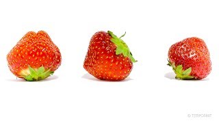 Rotting Strawberries Timelapse [upl. by Storz]